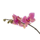 Phalaenopsis Spray